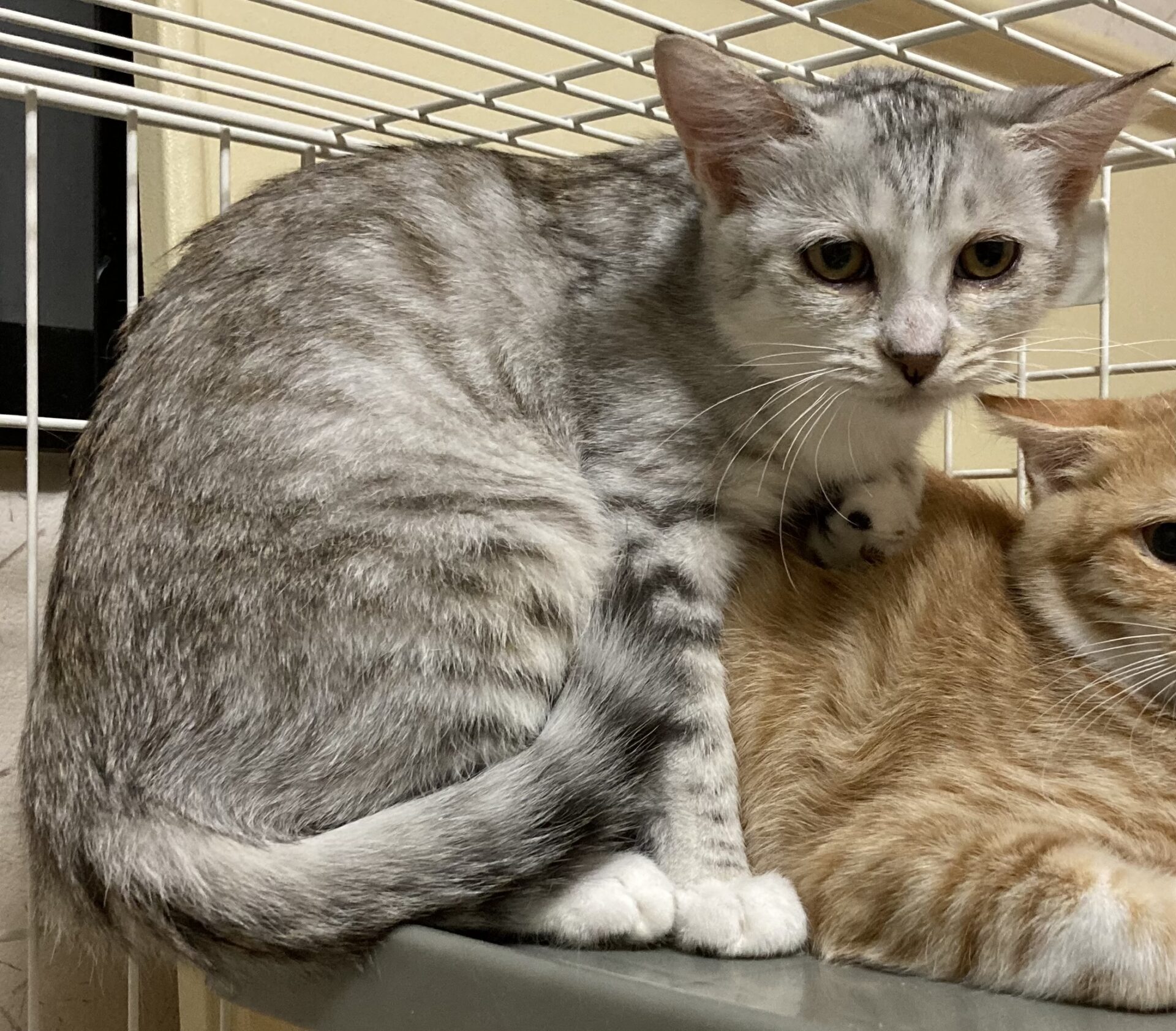 23D711B7-4A6B-4097-BA1D-2700250D1A9F