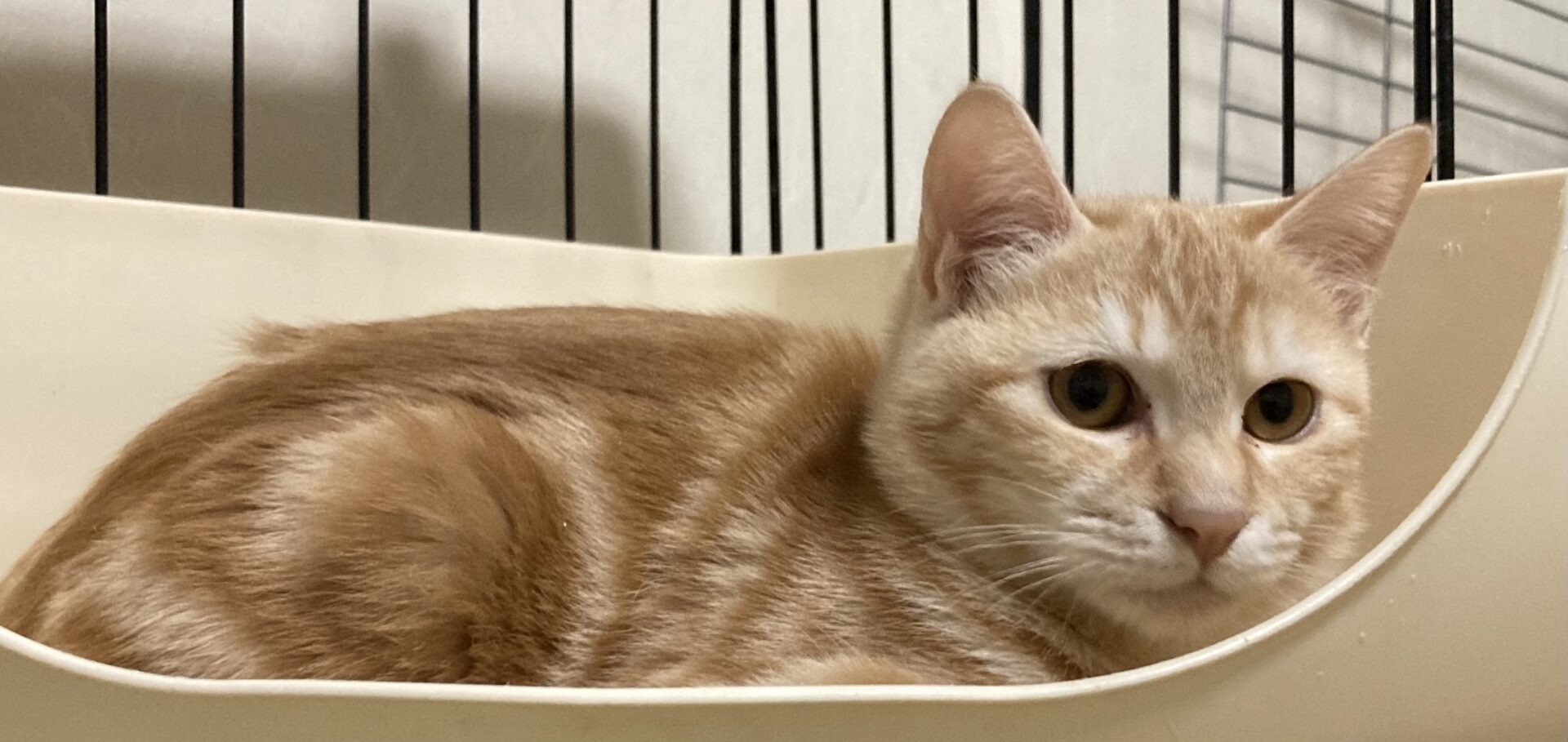 A1692D1A-B41A-4F41-B9D0-53EED9F03731