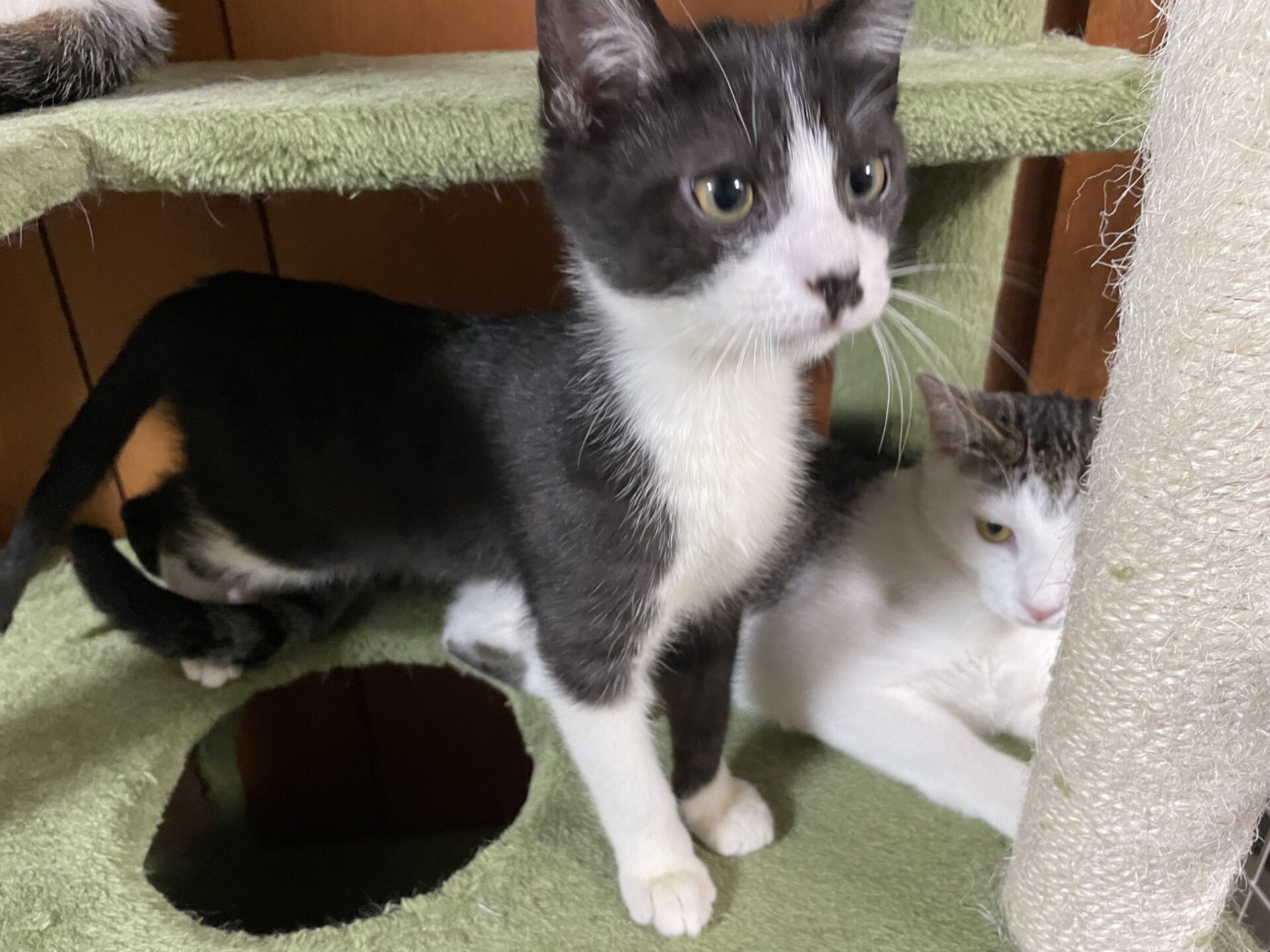 D941AF00-EF0B-43B9-8D10-F89678E25AA7