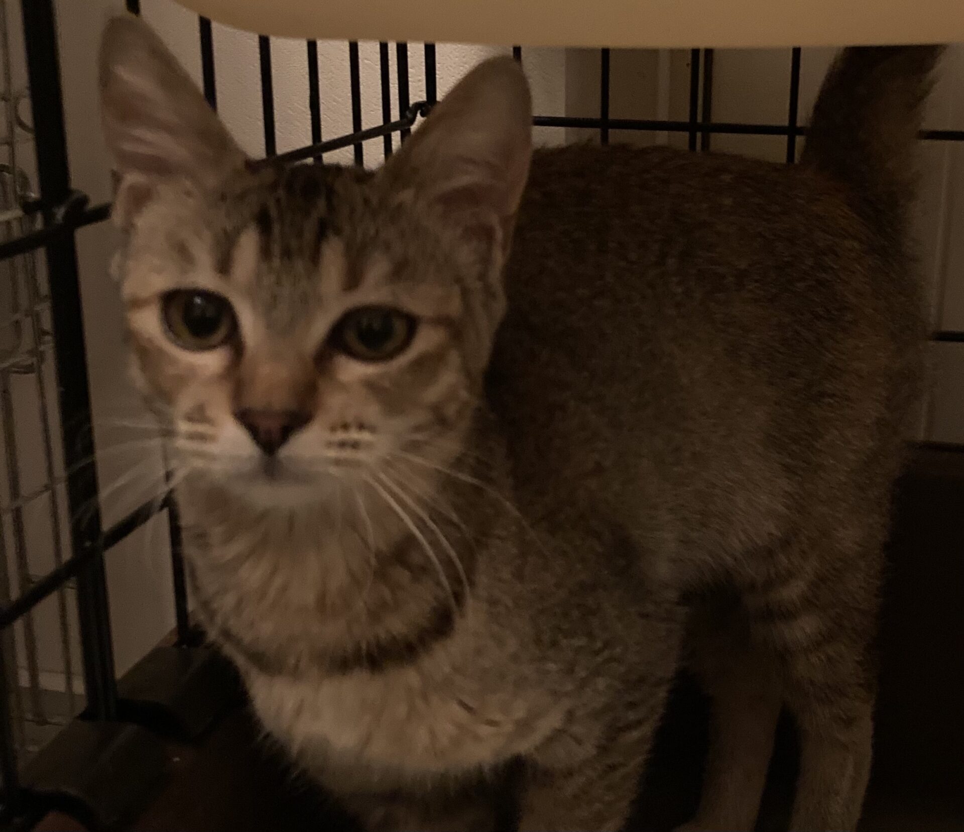 4EF1FBFD-61F2-4303-B84A-2EB5ADF3BB7B