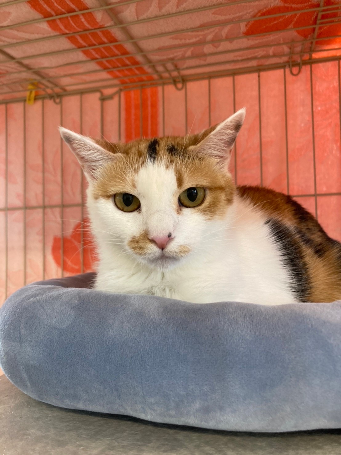 797423D6-4379-429E-8F2C-CDE5A8907950