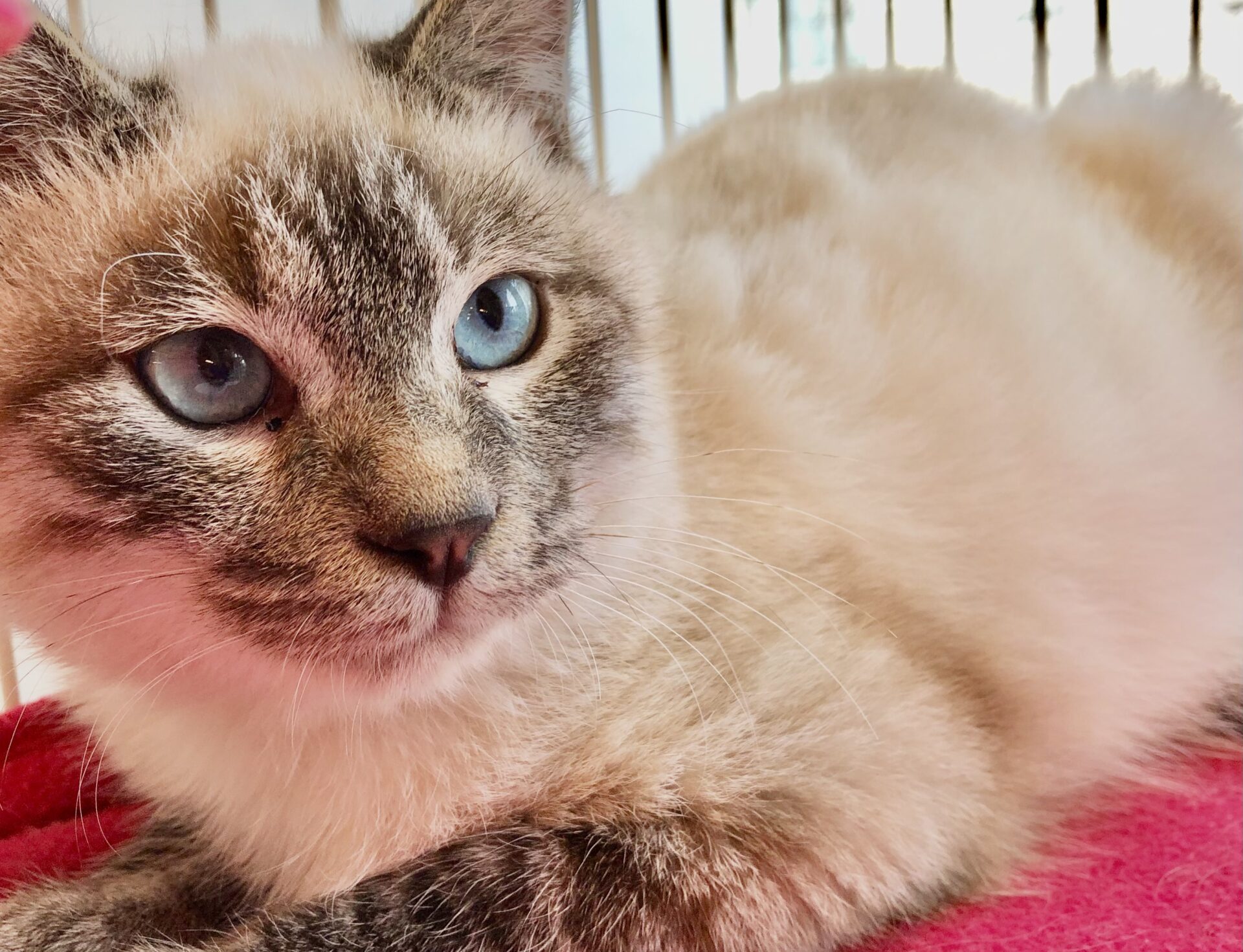 BDA40E91-E421-43C5-B7AC-7D2CAB607E3C