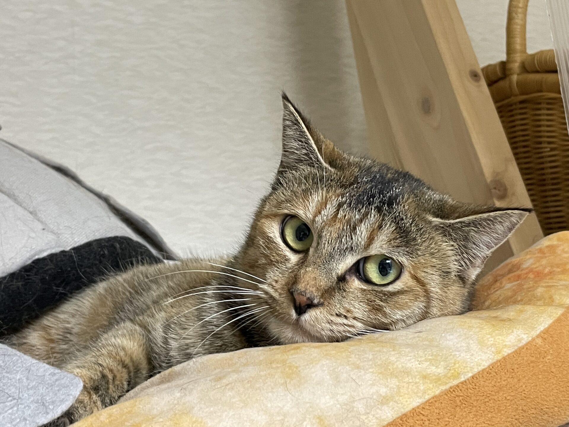 C12D5BAA-5F37-4EE8-9CD9-55B9A12DD00D