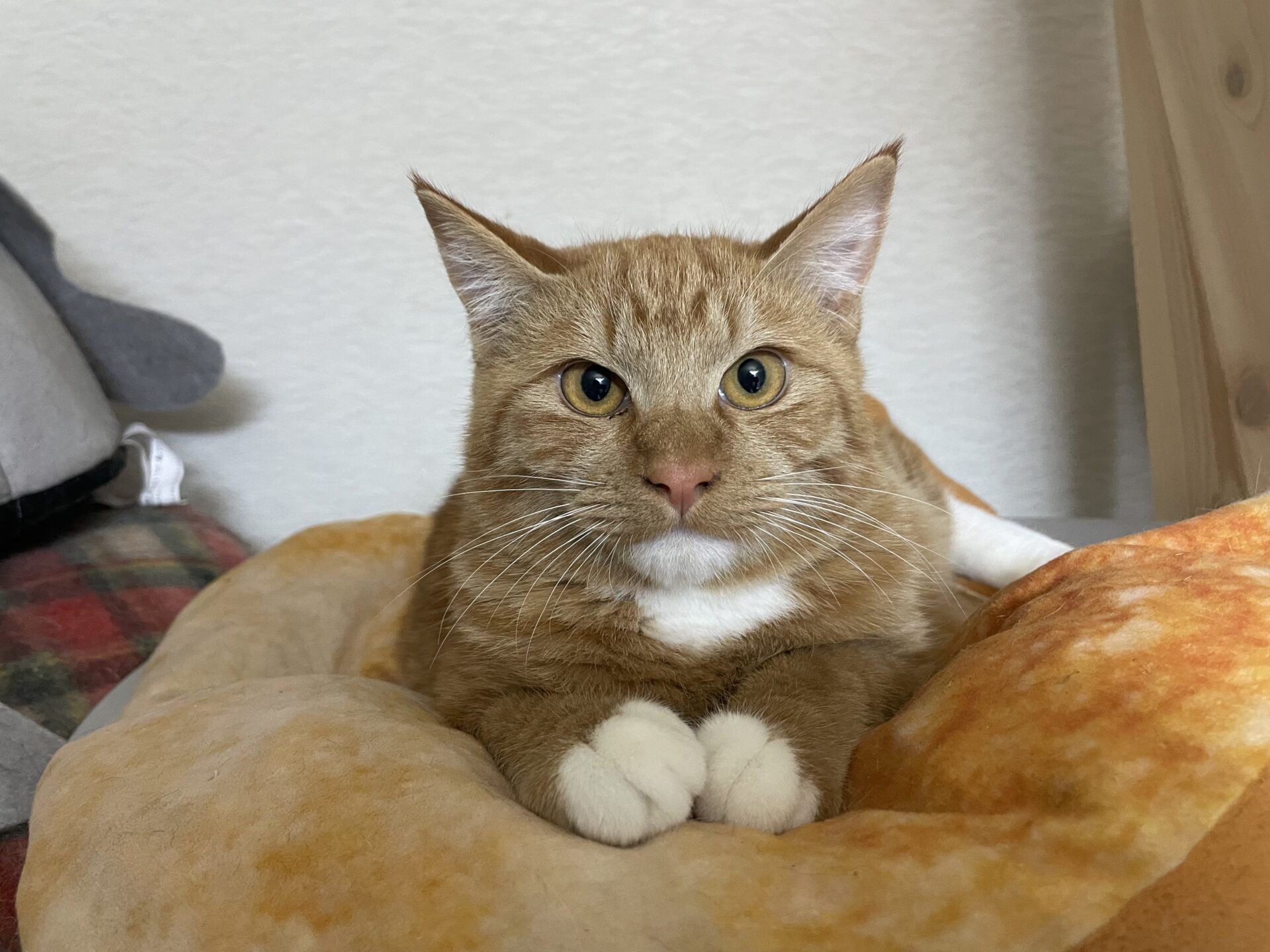 C4E9DFD2-3F74-4C05-8133-69EBD6C35BF9