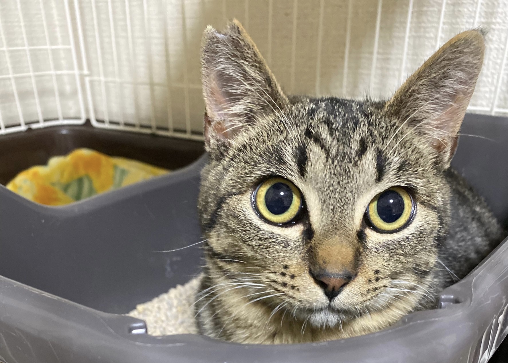 F5E4917D-2889-4C71-808B-DF8597922742