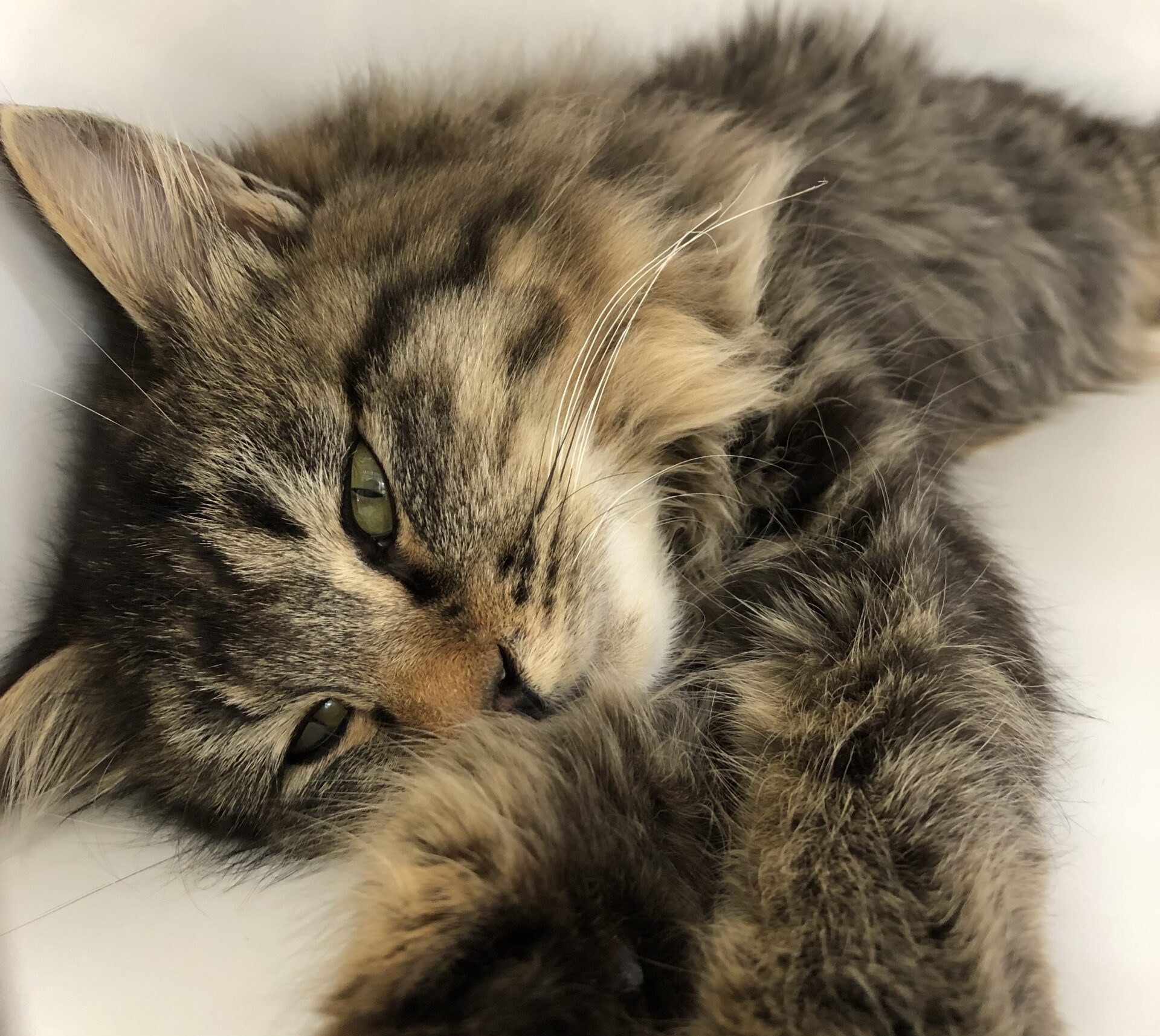 0754A934-9C06-419C-B940-C1AF426EA3F1