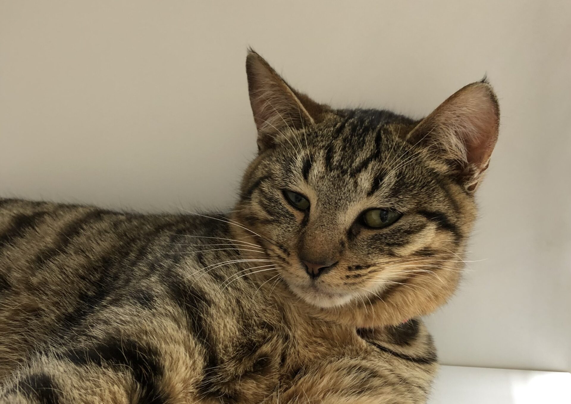 6964C6D5-88A0-4B7E-86D6-A1C208715449