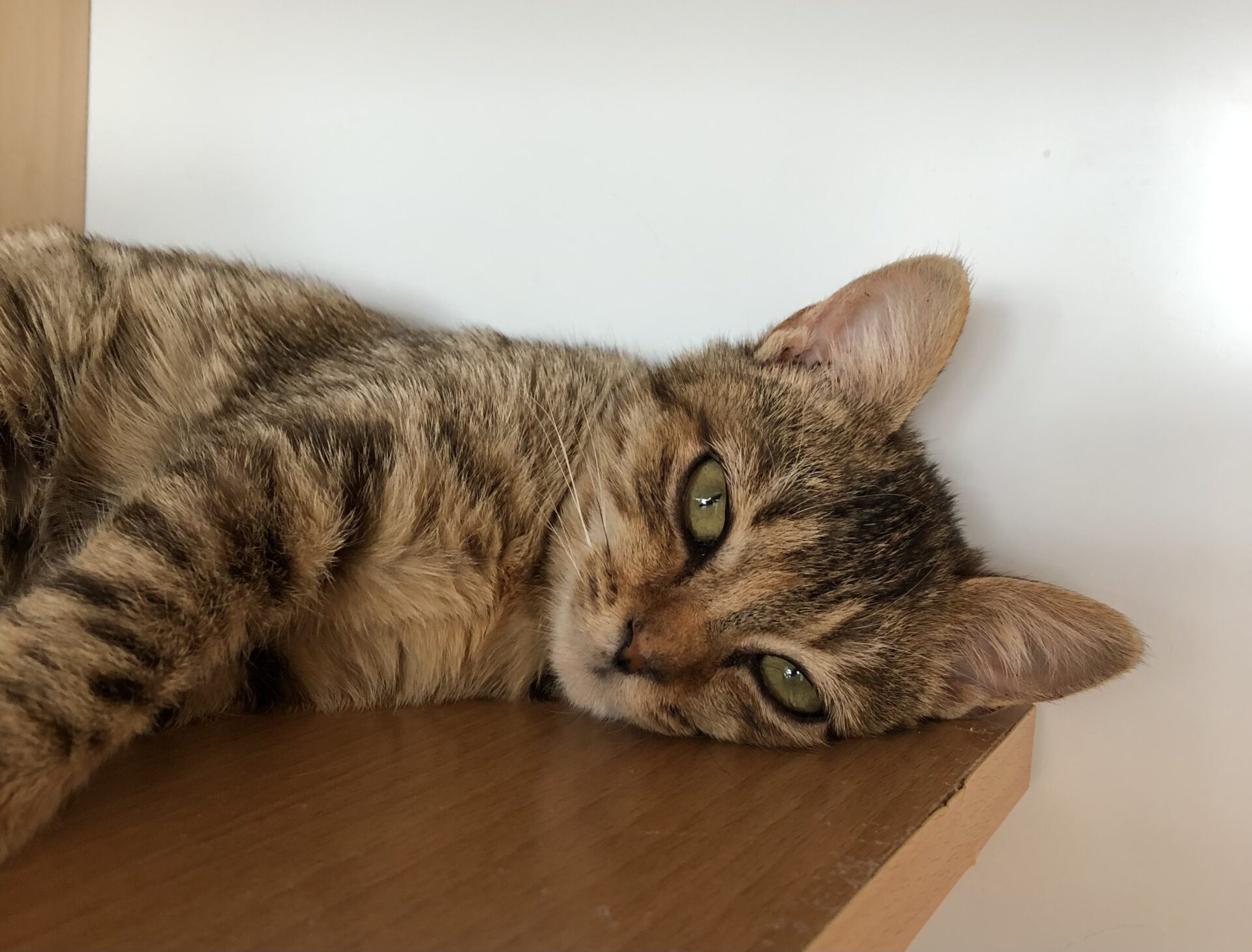 6C97401C-CBB7-44D7-A80F-8D035906B259