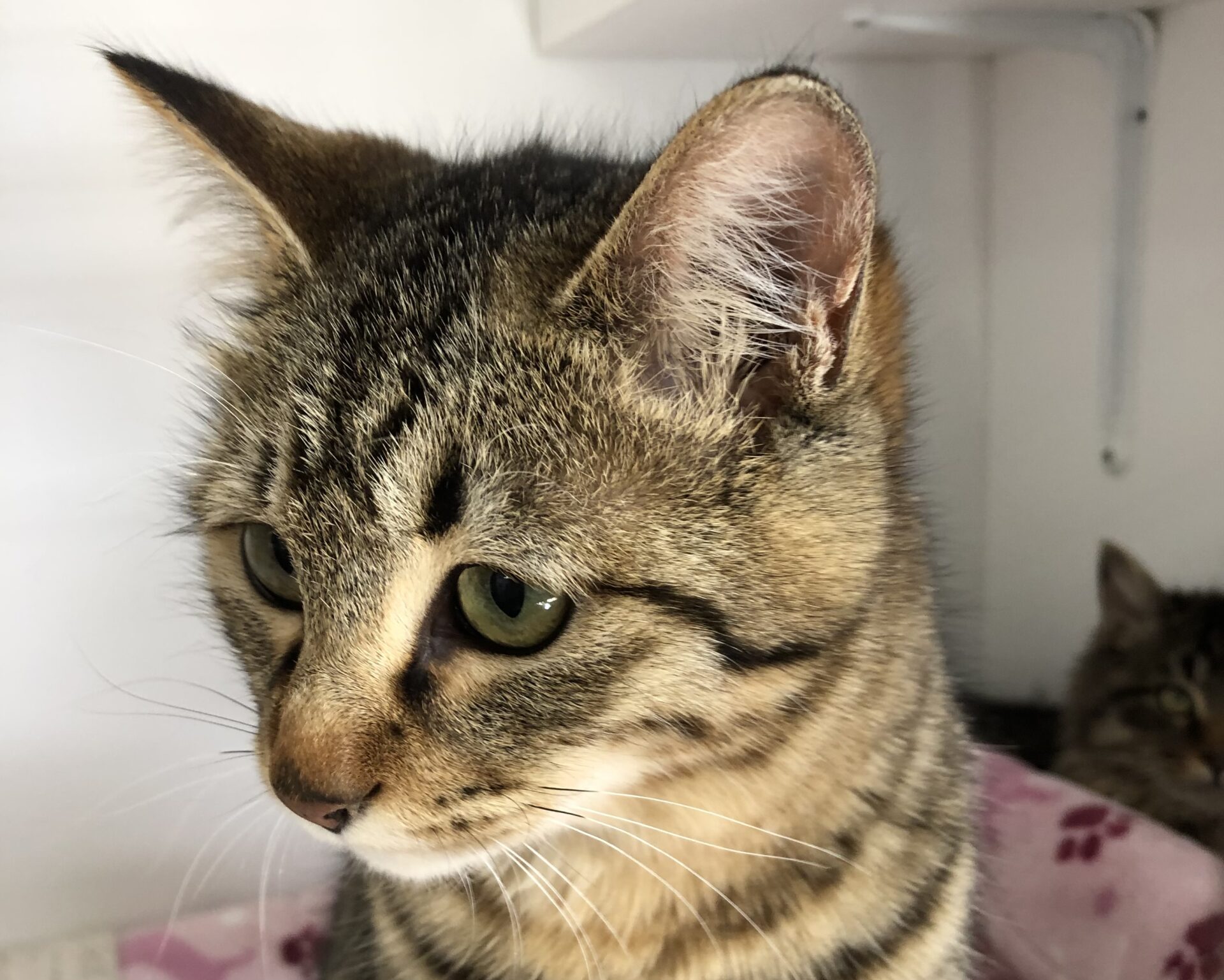 7F4D1EAD-2FC7-44E3-B03B-D60D27F02809