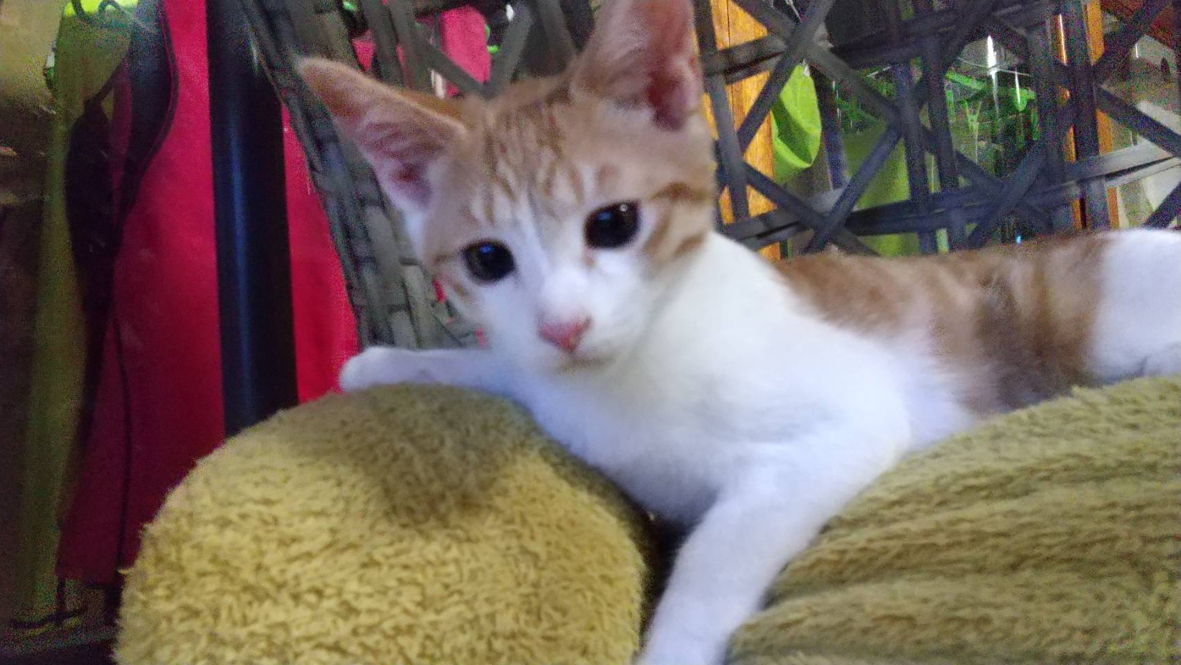 ABE2DABB-AA5D-4BD5-8FE7-22B76A39A745