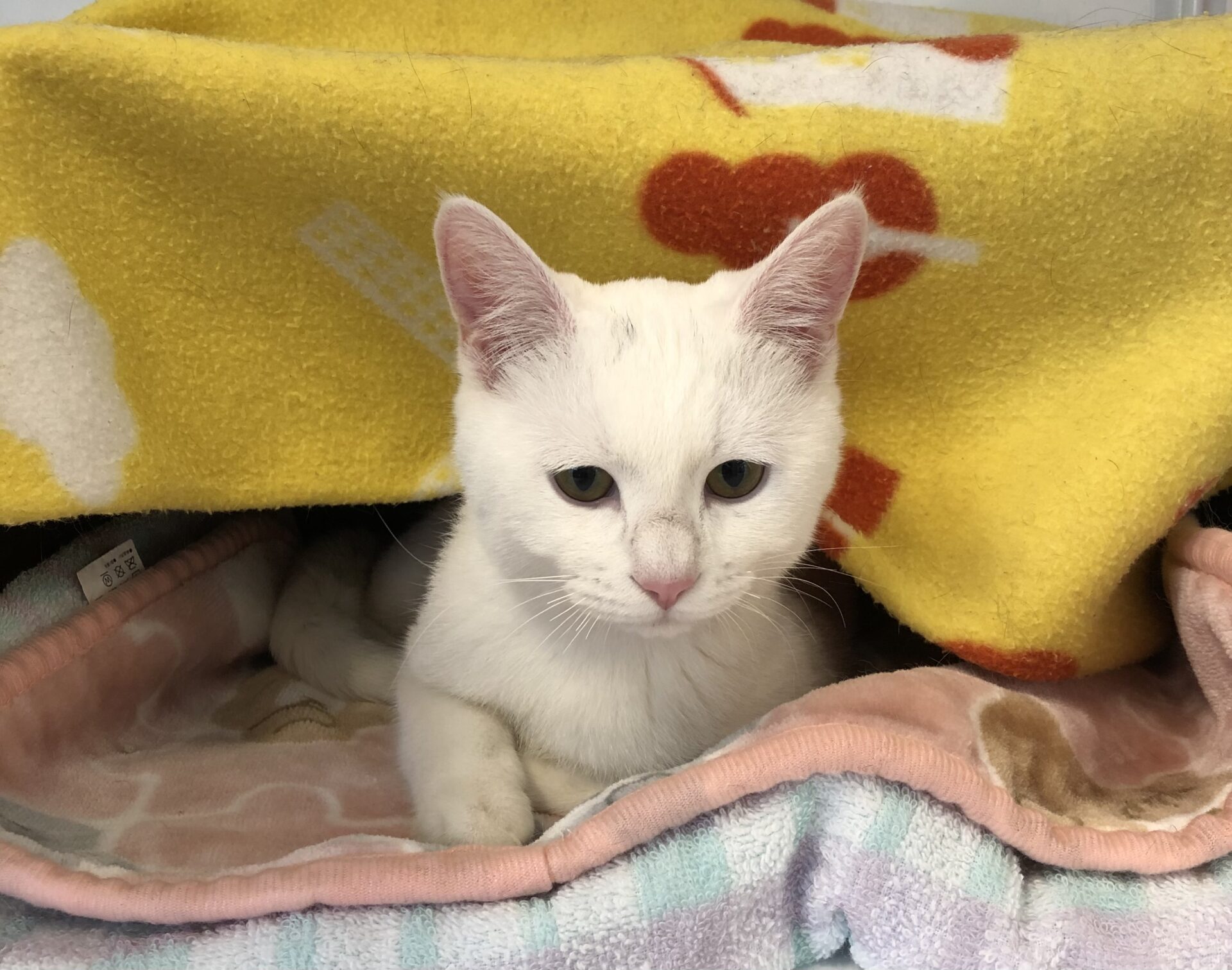 2CA092BD-4916-428F-AC6B-B6E09EEF99CE