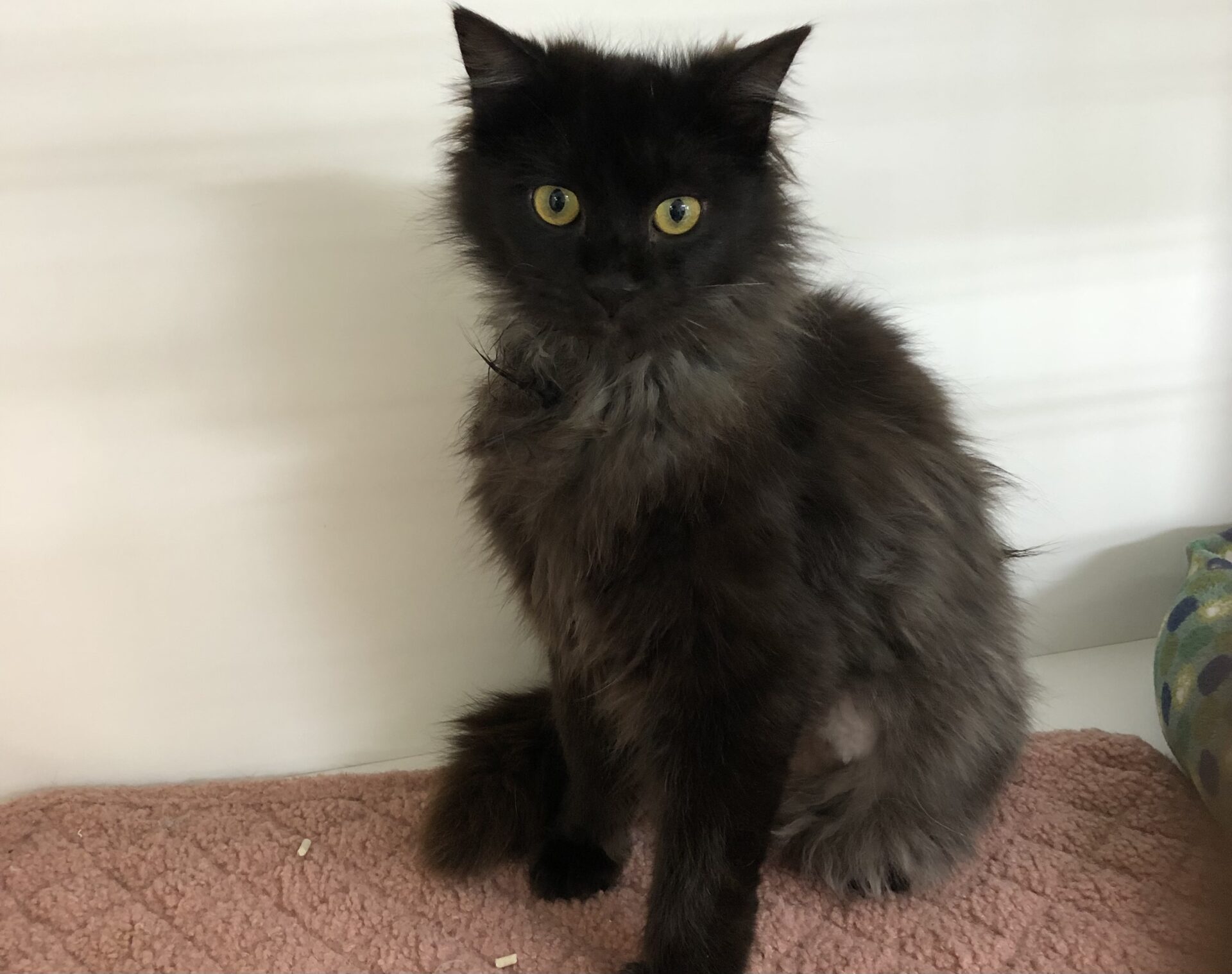 336EC935-3B77-4B2C-A009-671FEBC08F42