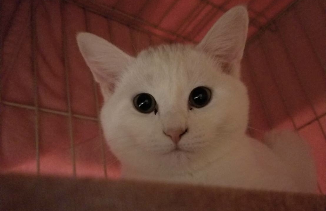 727174BB-2050-4F62-BD7C-83BA224444B4