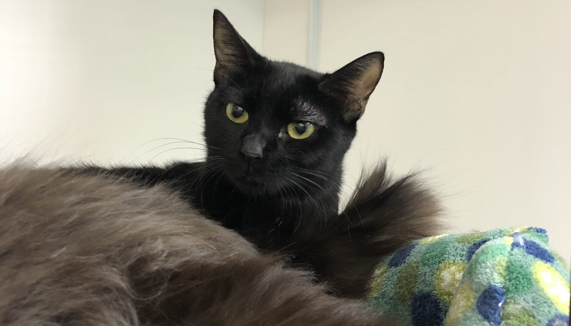 C0197495-9AA0-4A2E-BED7-E529528B2D17