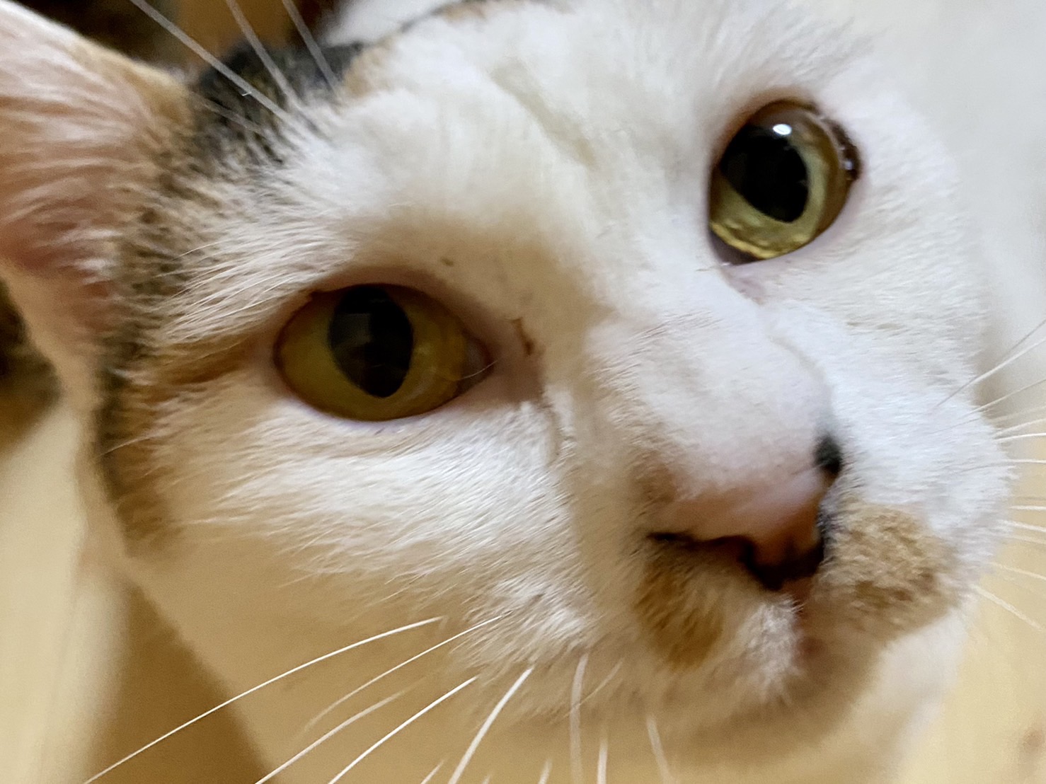 CE39C5F1-94C2-434E-948A-29C2D231022F