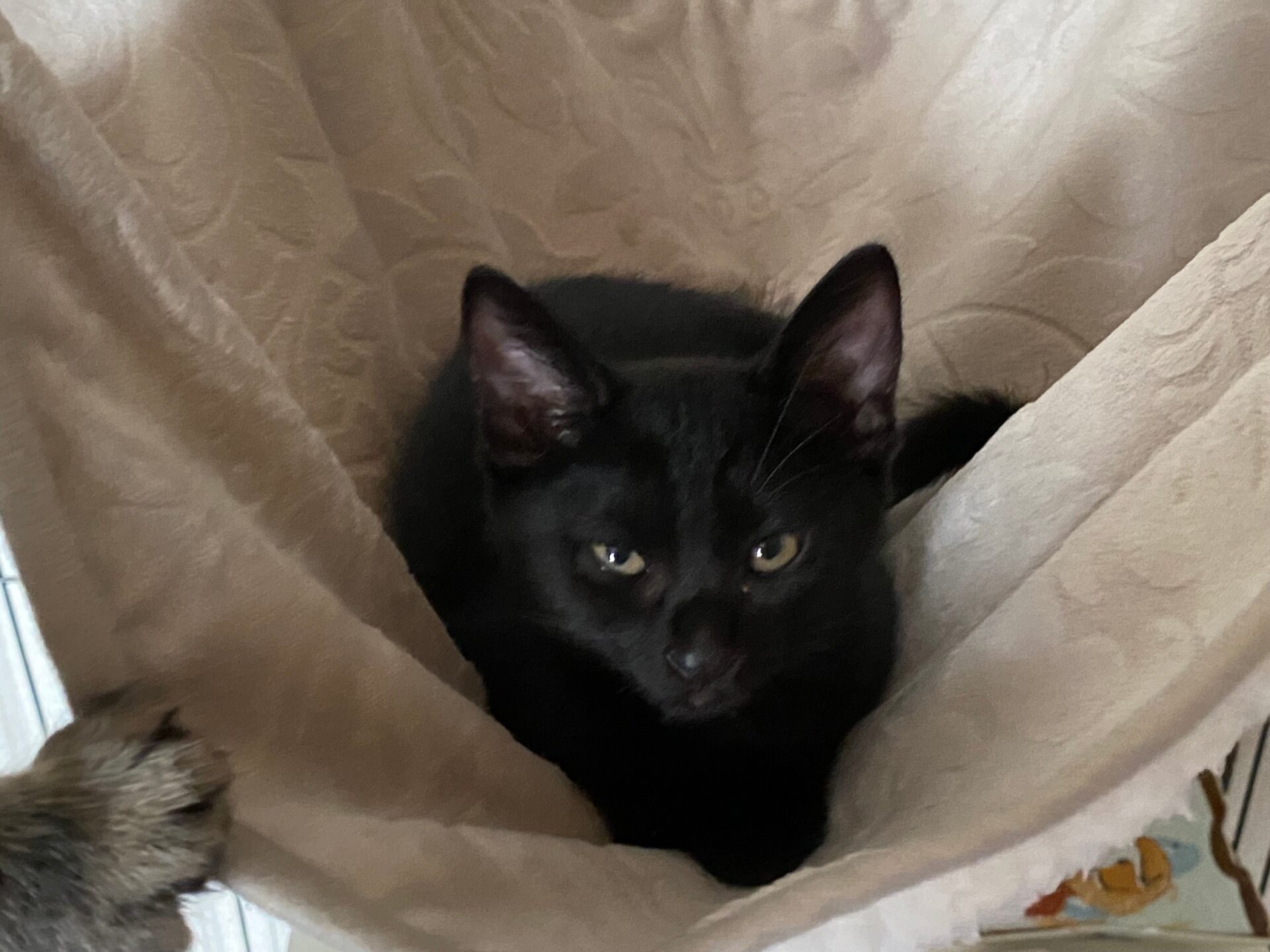 4A606436-385A-462C-80B1-EC51A386976D