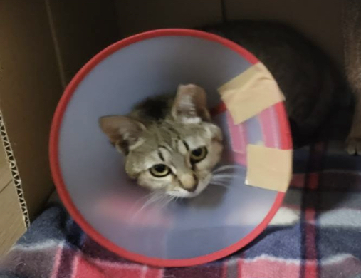 541370E4-0208-4234-B513-560C345438D1