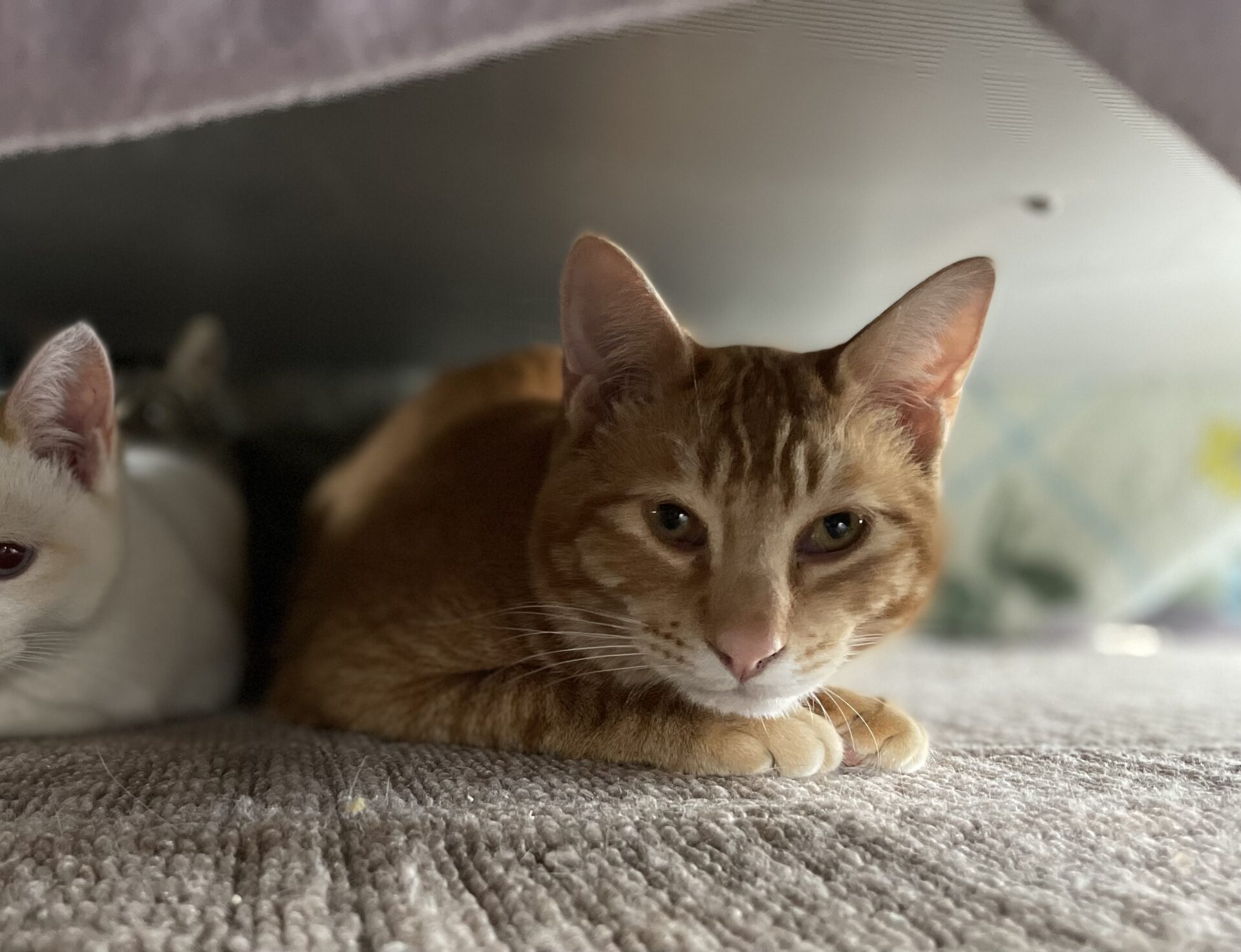 A6D58C67-57C0-47E9-85D2-D2FF0C7EABD5