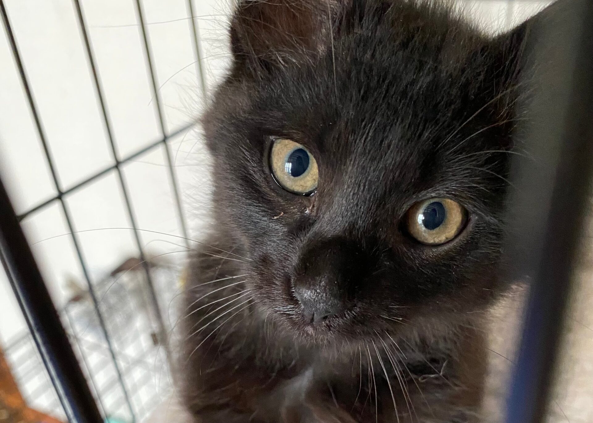 CD137C68-276C-415C-9B55-1499F330EDA3