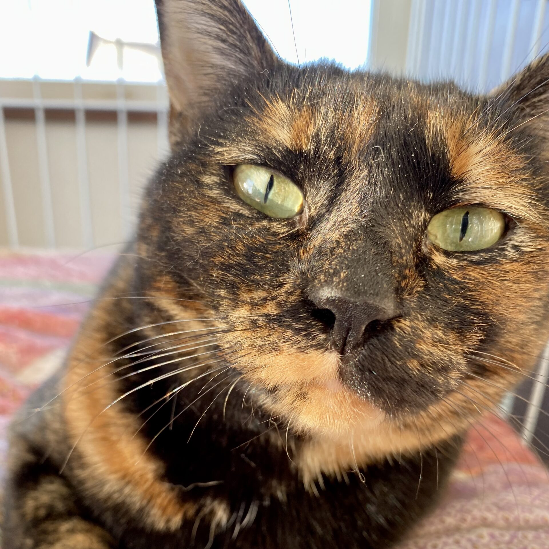 1C4D6051-430A-486A-97A4-AF910A70AA9E