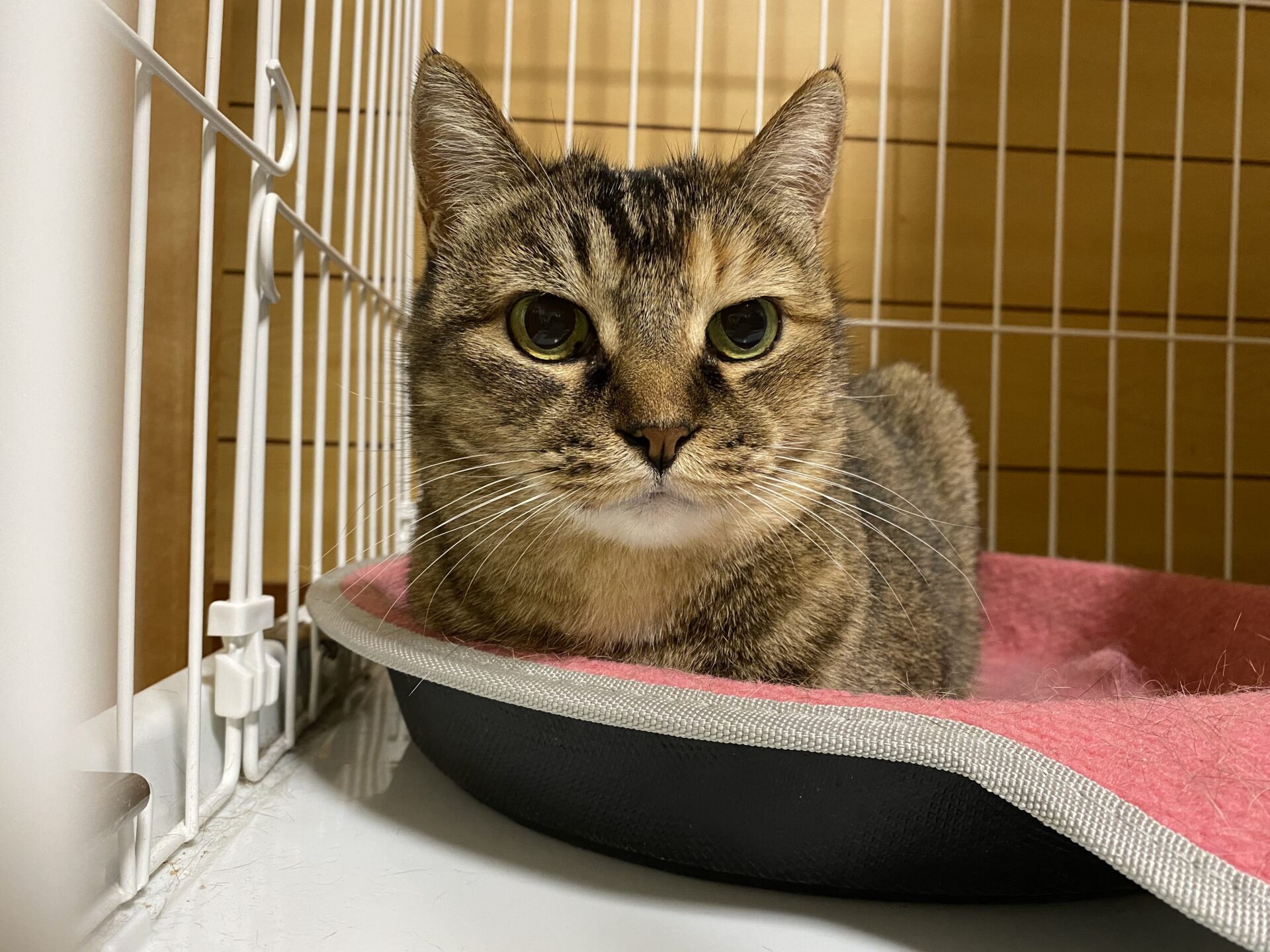 57EEF070-FAE5-414A-911C-0FB7A4B31B1E