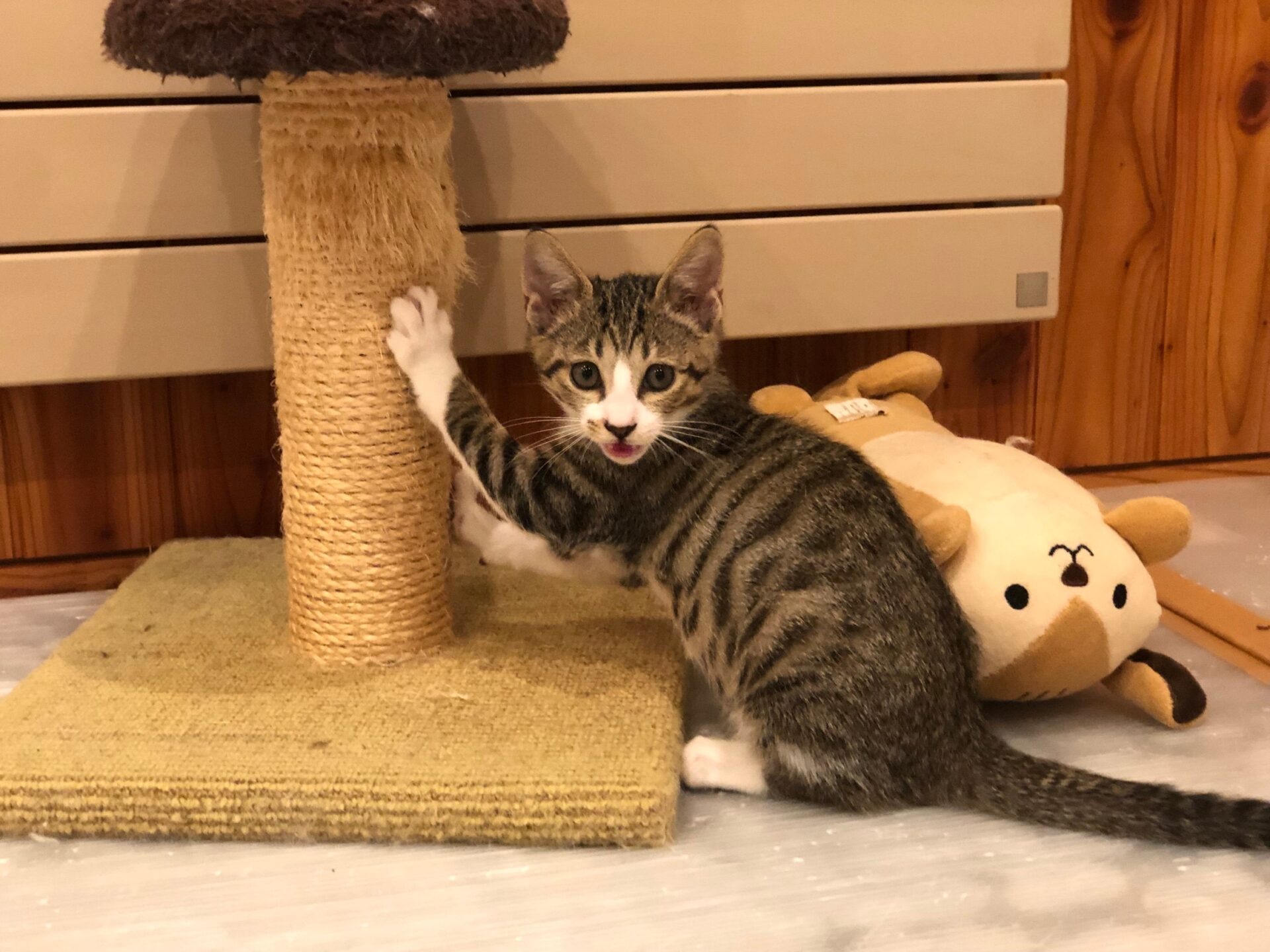 BFD431F4-F15C-4903-BE81-817BF1C63683