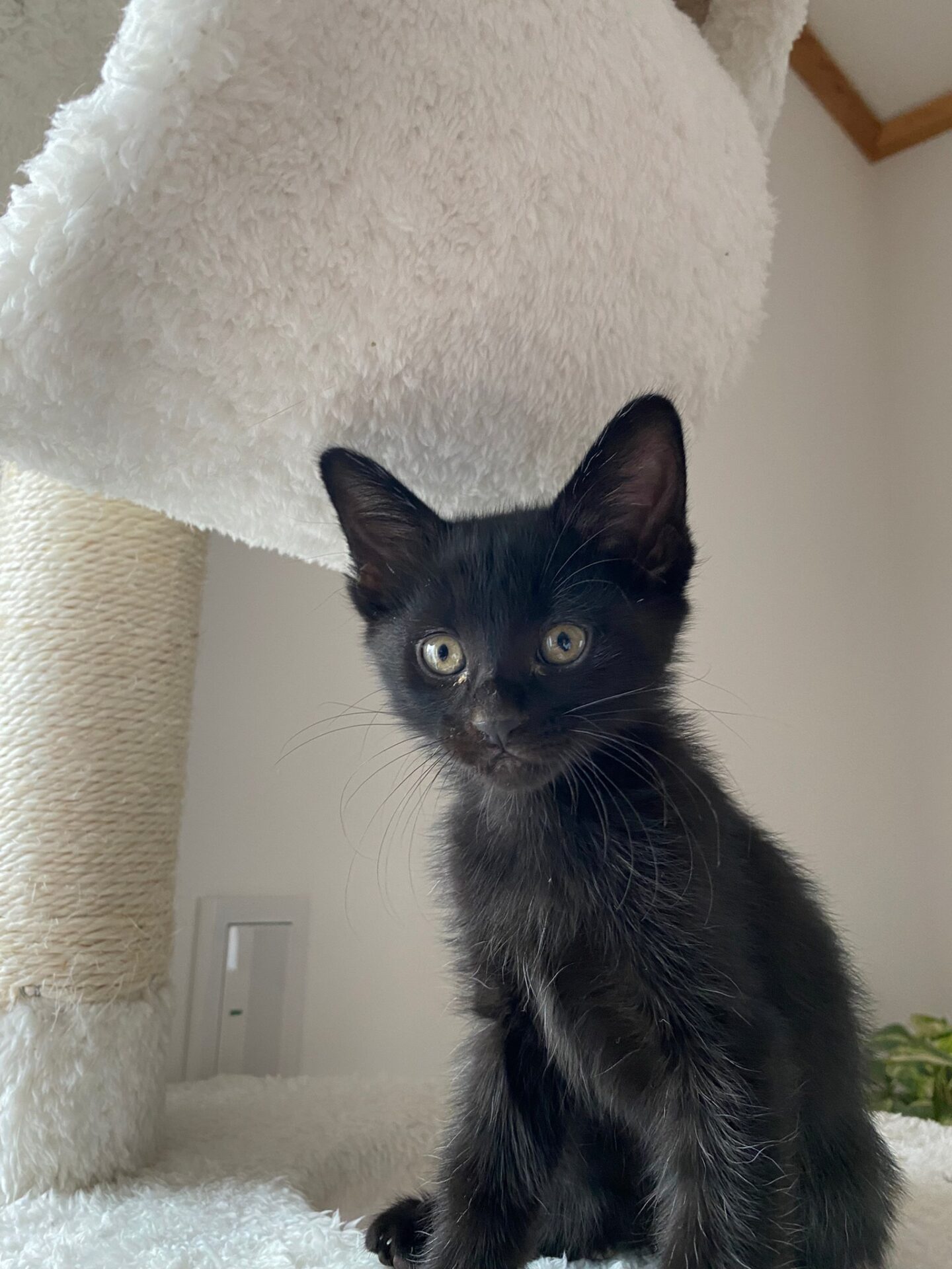 timeline_20220529_183023