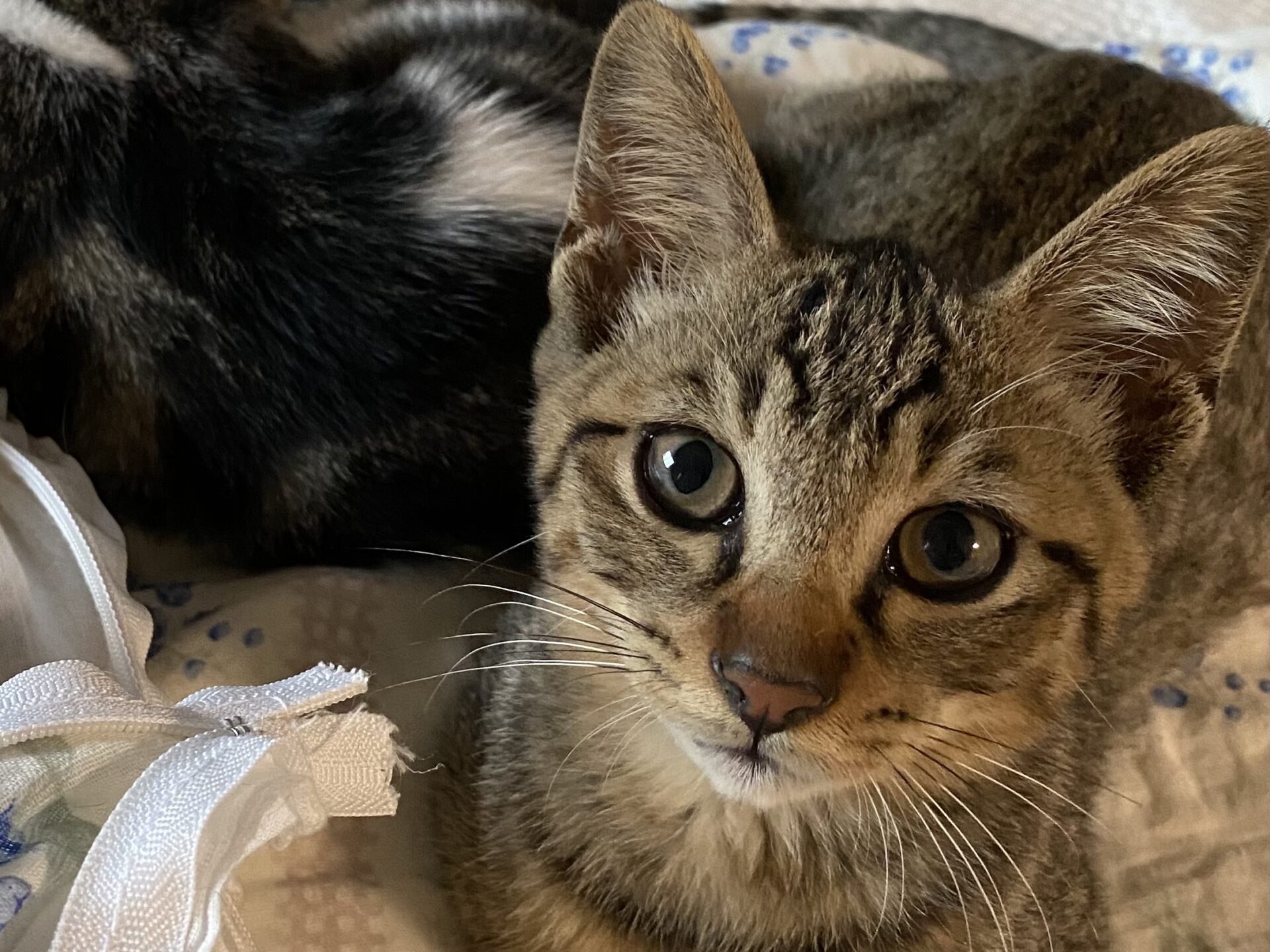 34300E20-ADBD-448F-A436-3D07546EB601