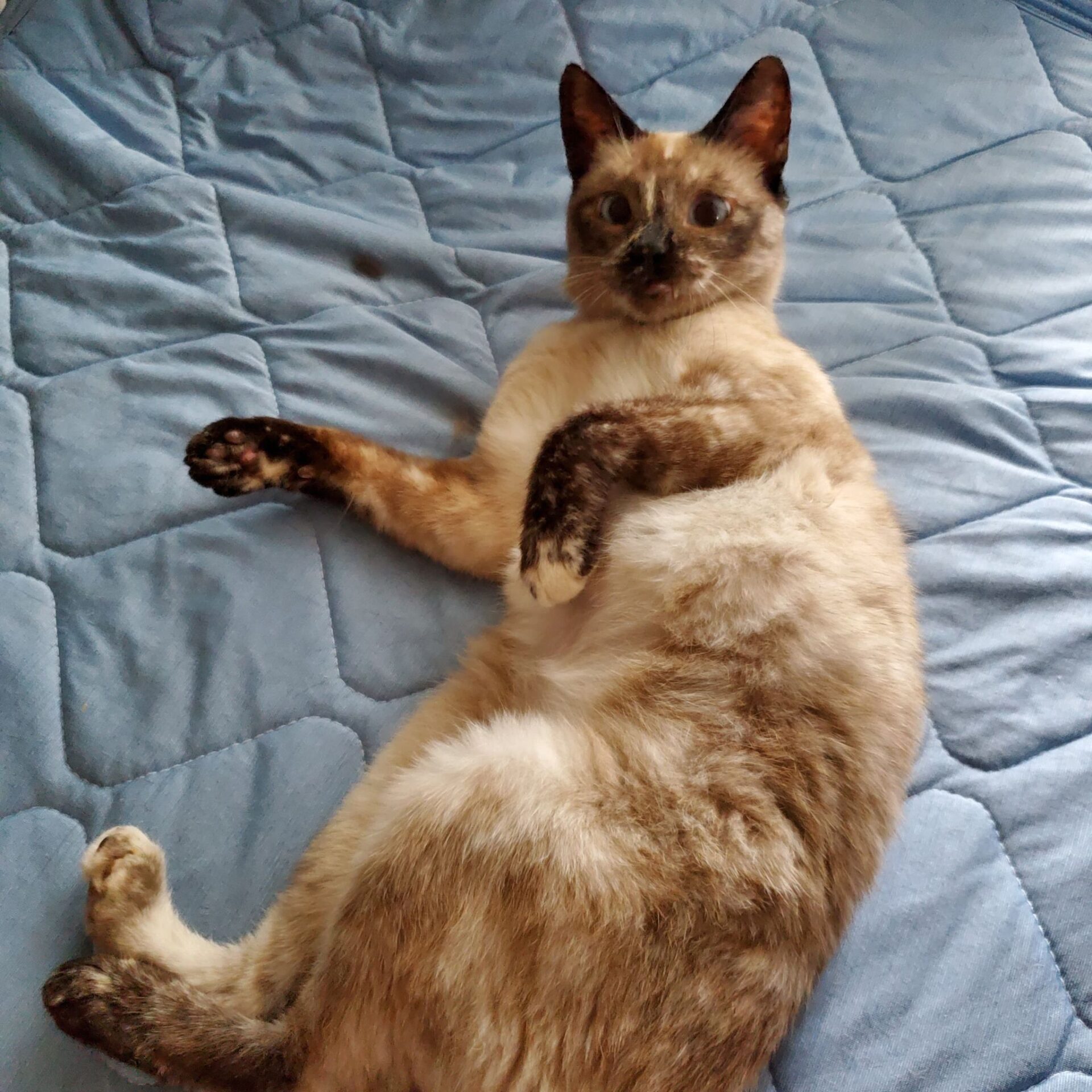 300244589_680368456783710_2968070025749831688_n