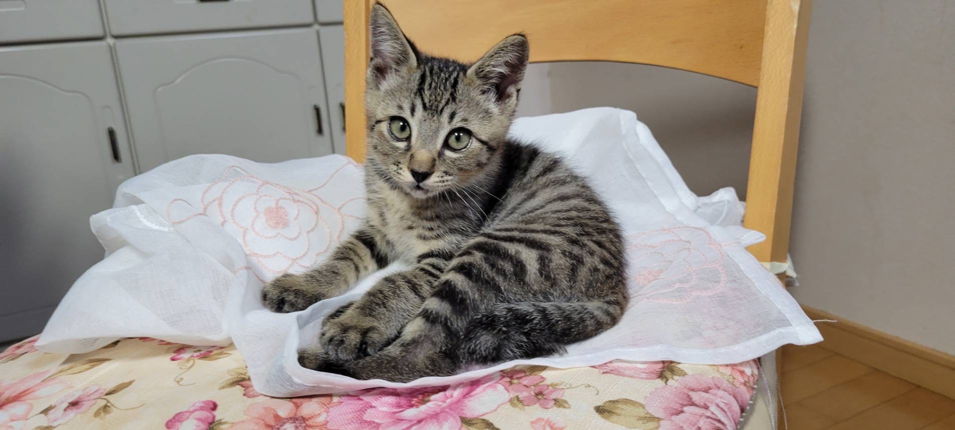 F0230E8F-B860-41B4-ACF5-2B516AC40ABC