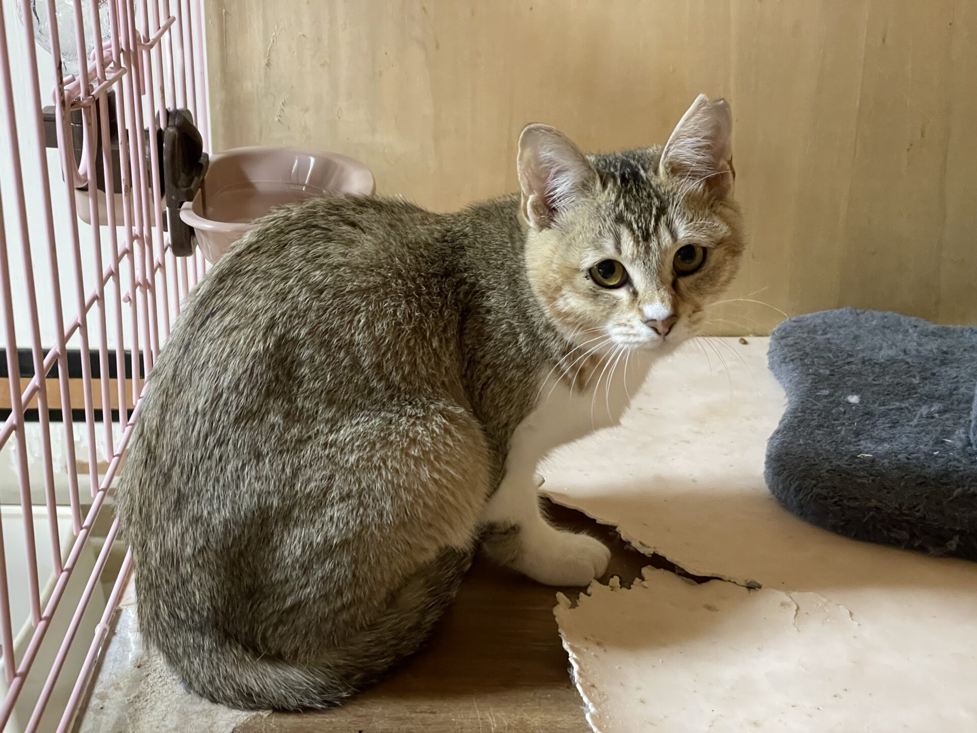 A9FBBDE9-B637-4F14-9A22-19B016FD2BC7